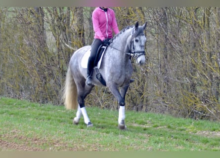 Lusitano, Klacz, 5 lat, 160 cm, Stalowosiwy
