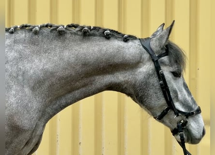 Lusitano, Klacz, 5 lat, 160 cm, Stalowosiwy