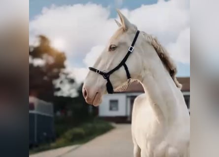 Lusitano, Klacz, 5 lat, 168 cm, Cremello