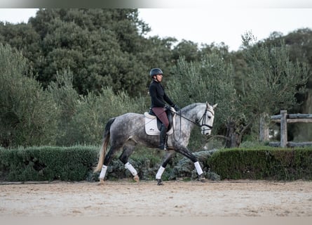 Lusitano, Klacz, 6 lat, 153 cm, Siwa