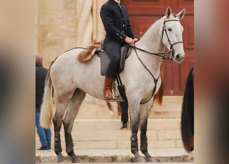 Lusitano, Klacz, 6 lat, 164 cm, Siwa