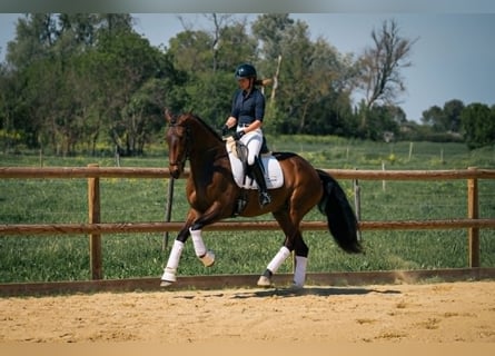 Lusitano, Klacz, 6 lat, 167 cm