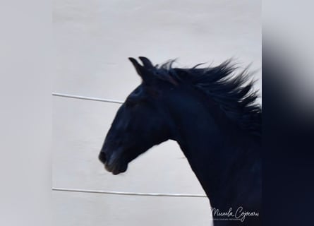 Lusitano, Klacz, 6 lat, 167 cm, Siwa jabłkowita