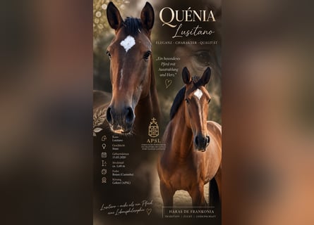 Lusitano, Klacz, 6 lat, 168 cm, Gniada