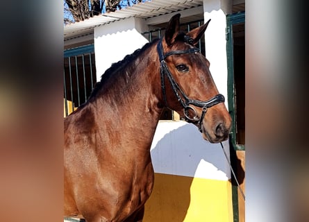 Lusitano, Klacz, 7 lat, 158 cm, Gniada