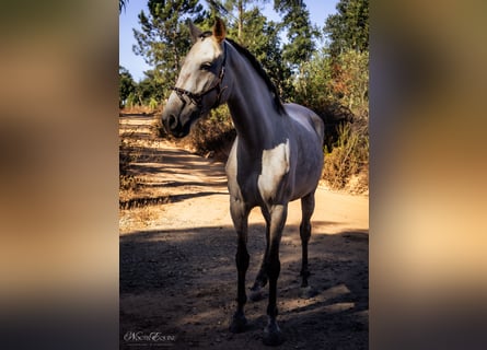 Lusitano, Klacz, 7 lat, 161 cm, Kasztanowatodereszowata