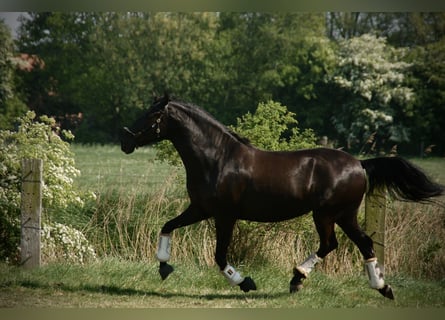Lusitano, Klacz, 8 lat, 160 cm, Kara