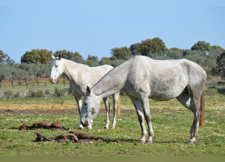 Lusitano, Klacz, 8 lat, 160 cm, Siwa