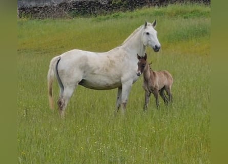 Lusitano, Klacz, 9 lat, 162 cm, Siwa