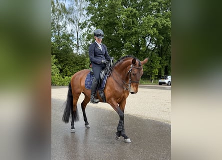Lusitano, Klacz, 9 lat, 165 cm, Gniada