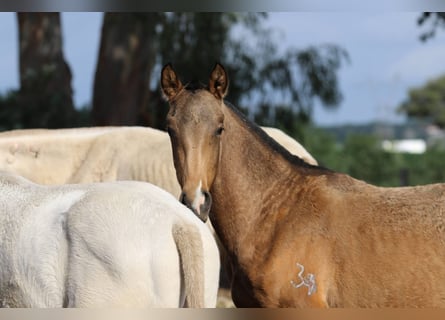 Lusitano, Klacz, , 160 cm, Jelenia