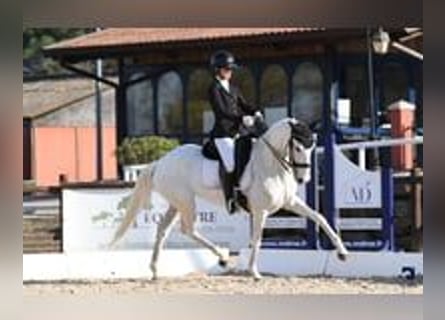 Lusitano, Mare, 11 years, 15,2 hh, White
