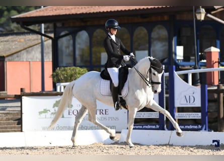 Lusitano, Mare, 11 years, 15,2 hh, White