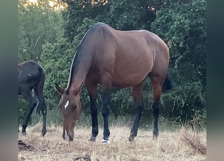 Lusitano, Mare, 12 years, 16.1 hh, Brown