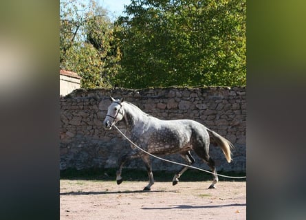 Lusitano, Mare, 13 years, 16 hh, Grey-Fleabitten