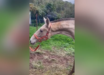 Lusitano, Mare, 1 year, 13.1 hh, Pearl