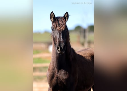 Lusitano Mix, Mare, 1 year, 15.2 hh, Black
