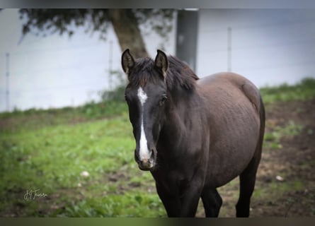 Lusitano, Mare, 1 year, 15,2 hh, Black