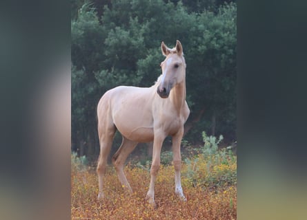 Lusitano, Mare, 1 year, 15.2 hh, Palomino