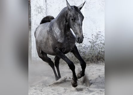 black lusitano horse