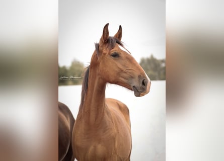 Lusitano, Mare, 1 year, 15,2 hh, Brown