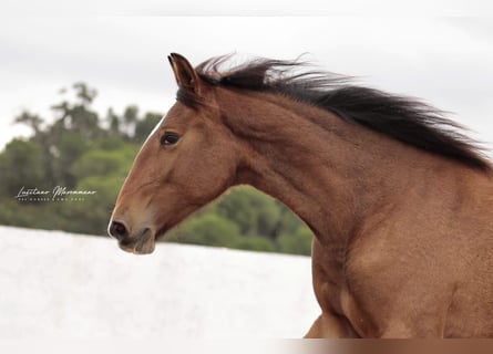 Lusitano, Mare, 1 year, 15,2 hh, Brown
