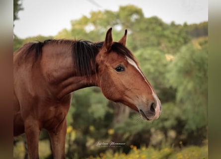 Lusitano, Mare, 1 year, 15,2 hh, Brown