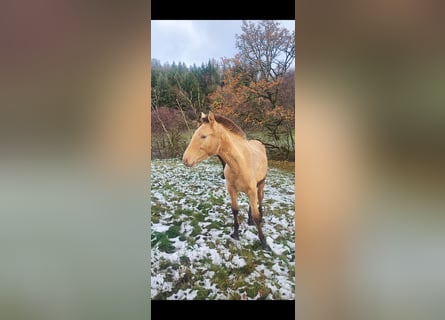 Lusitano Mix, Mare, 1 year, 15,3 hh, Pearl