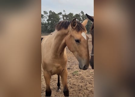 Lusitano, Mare, 1 year, 16 hh, Buckskin
