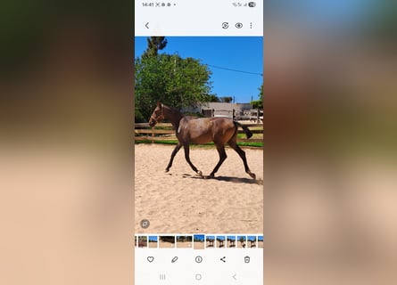 Lusitano, Mare, 1 year, 16 hh, Chestnut
