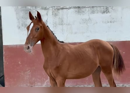 Lusitano Mix, Mare, 1 year, 16 hh, Leopard-Piebald