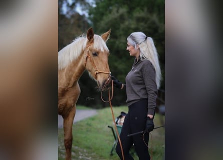 Lusitano, Mare, 1 year, 16 hh, Palomino