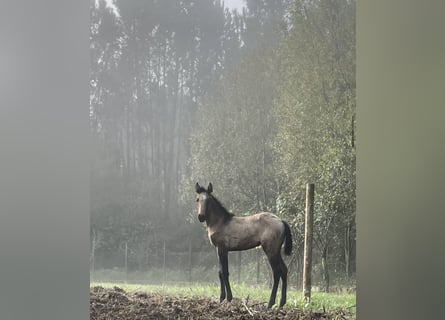 Lusitano, Mare, 1 year, Bay