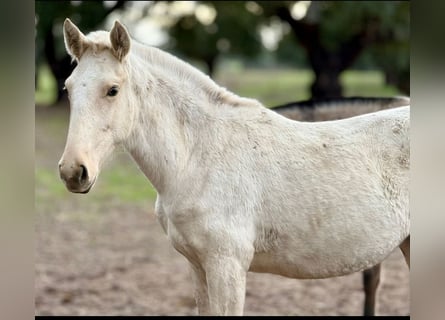 Lusitano, Mare, 1 year, Palomino