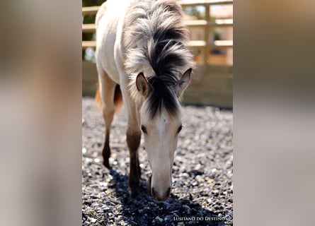 Lusitano Mix, Mare, 2 years, 15.1 hh, Dun
