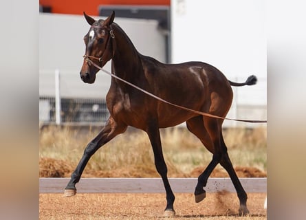 Lusitano, Mare, 2 years, 15.2 hh, Brown
