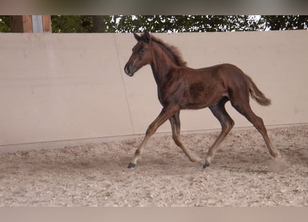 Lusitano, Mare, 2 years, 15,2 hh, Chestnut