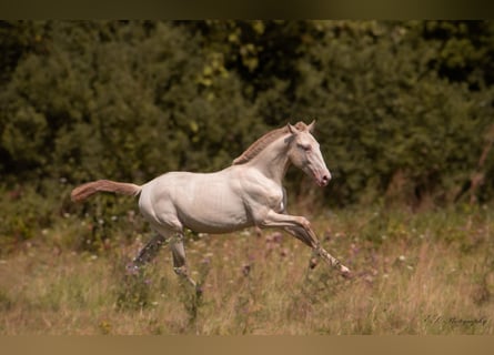 Lusitanos, Stute, 2 Jahre, 15,2 hh, Pearl