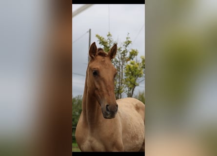 Lusitano Mix, Mare, 2 years, 15,2 hh, Dun