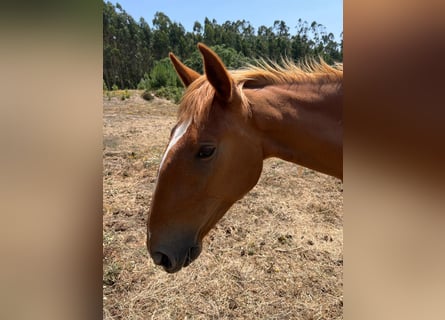 Lusitano, Mare, 2 years, 16 hh, Chestnut-Red