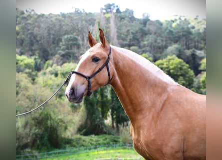 Lusitano, Mare, 2 years, 16 hh, Palomino