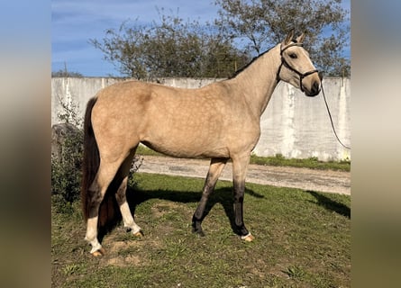 Lusitano, Mare, 3 years, 14,1 hh, Buckskin