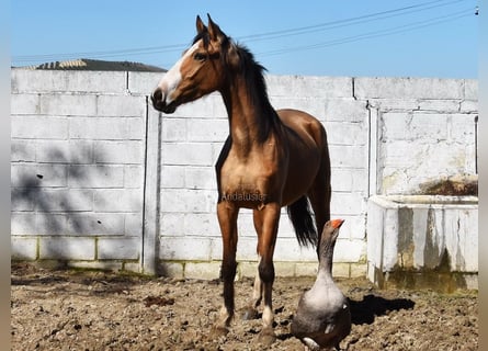 Lusitano, Mare, 3 years, 14,2 hh, Dun