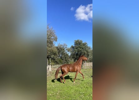 Lusitano, Mare, 3 years, 15,3 hh, Chestnut