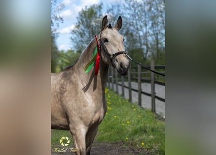 Lusitano, Mare, 3 years, 15,1 hh, Bay