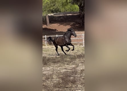 Lusitano, Mare, 3 years, 15,2 hh, Black