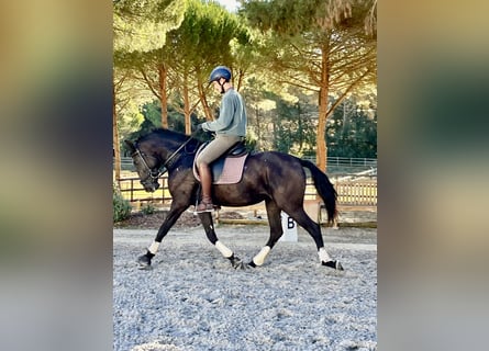 Lusitano, Mare, 3 years, 15,2 hh, Black