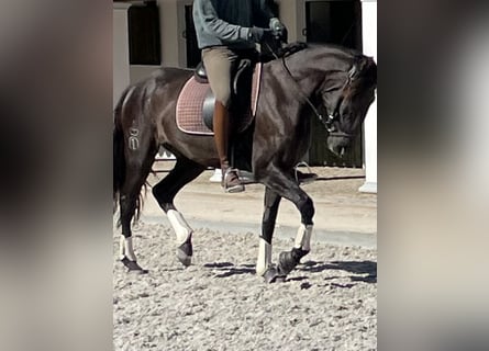 Lusitano, Mare, 3 years, 15,2 hh, Black
