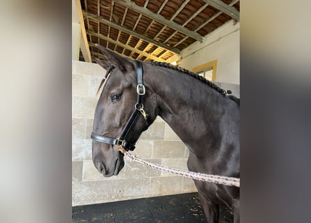 Lusitano, Mare, 3 years, 15,2 hh, Black