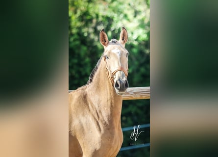 Lusitano, Mare, 3 years, 15,2 hh, Dun